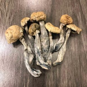 magic mushroom legal in uk
