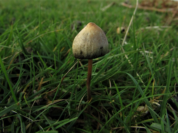 Using Mushrooms for PTSD Treatment: How Psilocybin Can Help