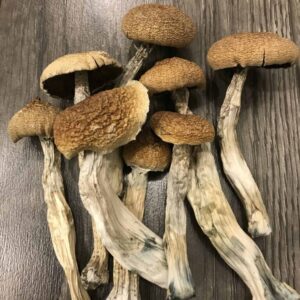 Buy African Transkei Mushrooms UK – Experience Deep Psychedelic Journeys | UK Mushroom Farm