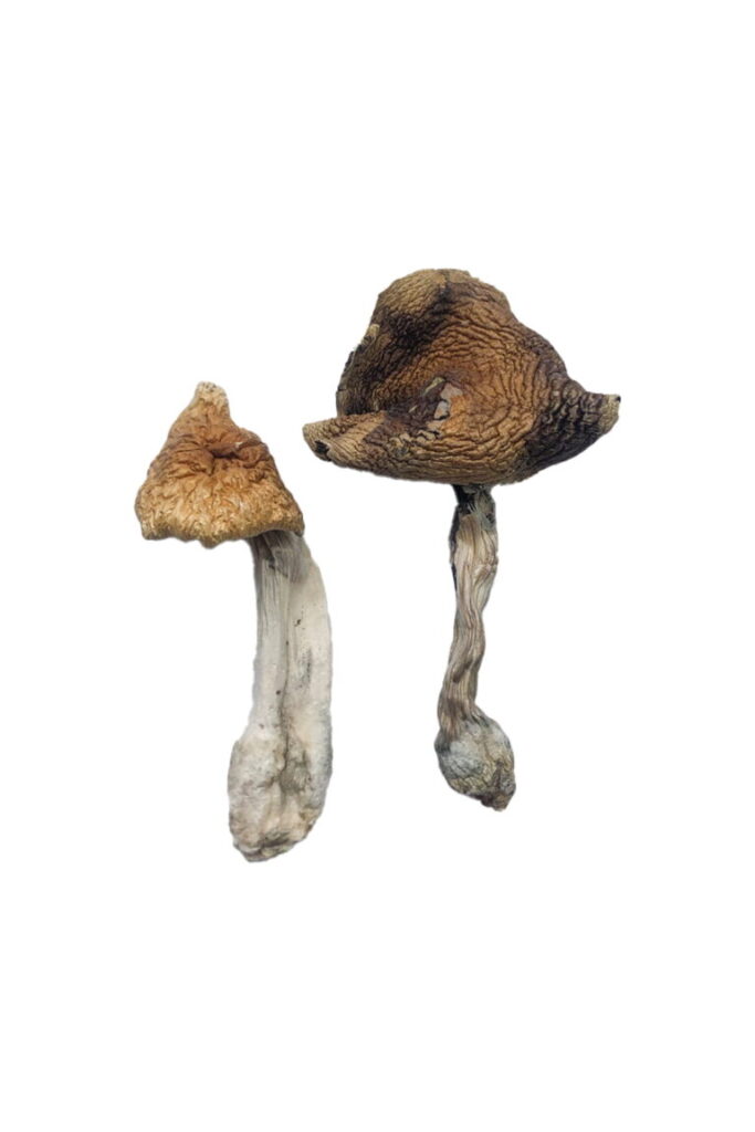 A person receiving next-day magic mushroom delivery in the UK, with discreet packaging and fast shipping in 2026