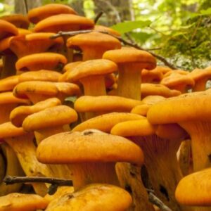 Buy Jack-O Lantern Mushrooms Online in London, UK – Premium Quality & Fast Delivery