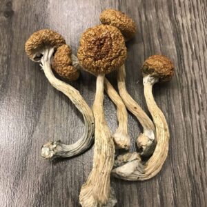 Buy B+ Magic Mushrooms Online in London, UK – Premium Psilocybin for a Transformative Experience