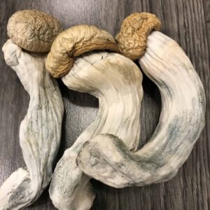 Buy Penis Envy Mushrooms Online in the UK – Potent Psilocybin Experience
