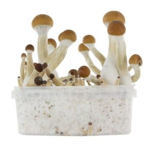 Buy Golden Teacher Grow Kit online UK