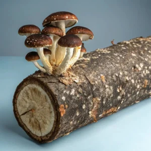 Shiitake Mushroom Kit
